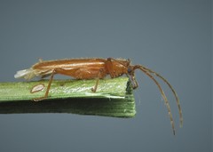 Axinopalpis gracilis