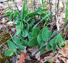 Hylotelephium maximum ruprechtii