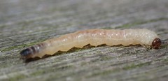 Cladardis elongatula