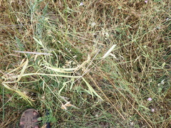 Lathyrus annuus