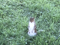 Sciurus carolinensis