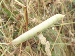 Lathyrus annuus