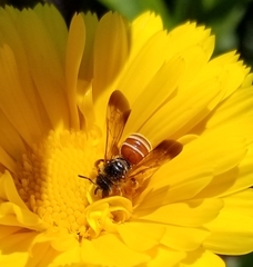 Dieunomia nevadensis