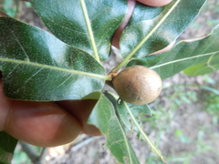 Amphibolips globulus