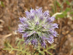 Echinops strigosus