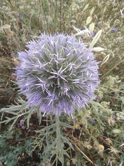 Echinops strigosus
