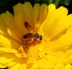 Dieunomia nevadensis