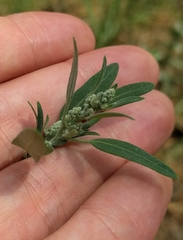 Chenopodium atrovirens