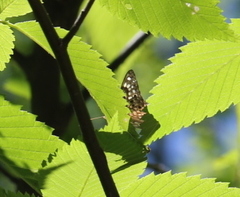 Apaturinae