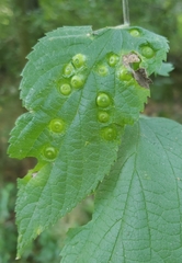 Pachypsylla celtidisumbilicus