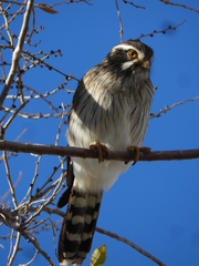 Spiziapteryx circumcincta