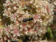 Hylaeus
