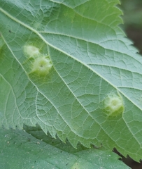 Pachypsylla celtidisumbilicus