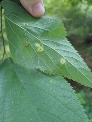 Pachypsylla celtidisumbilicus
