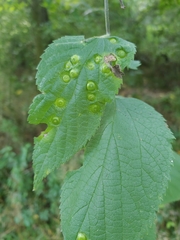 Pachypsylla celtidisumbilicus