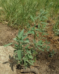 Chenopodium atrovirens
