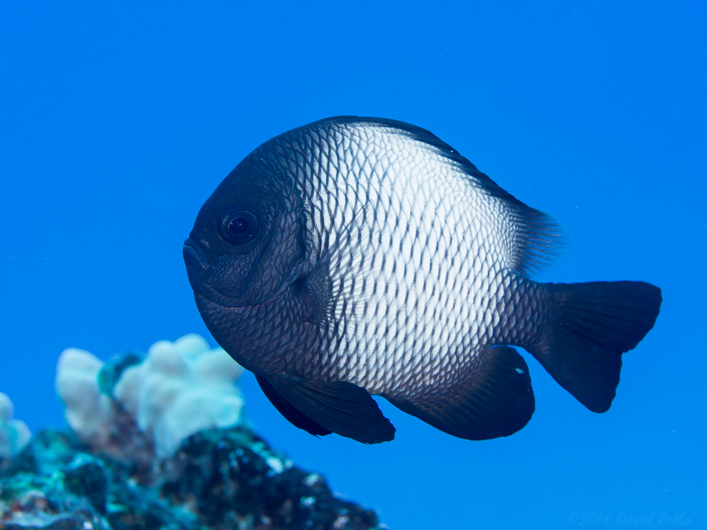 Hawaiian Dascyllus