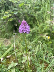Anacamptis