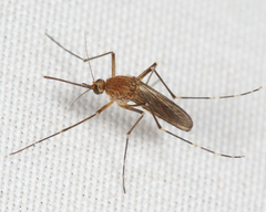 Aedes canadensis canadensis