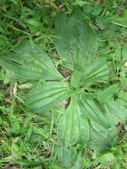 Plantago