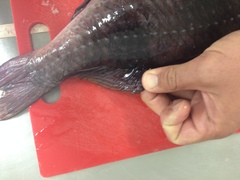 Parupeneus crassilabris