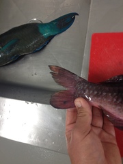 Parupeneus crassilabris