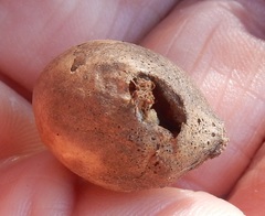 Amphibolips globulus