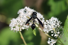 Zethus spinipes spinipes