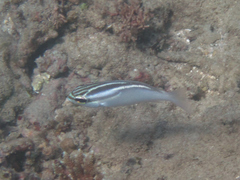 Scolopsis trilineata