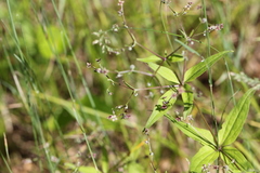 Galium lanceolatum