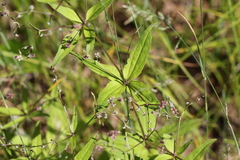 Galium lanceolatum