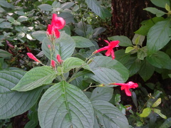 Ruellia coccinea