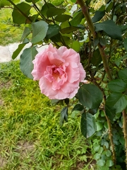 Rosa
