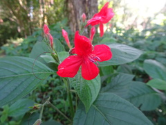 Ruellia coccinea