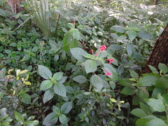 Ruellia coccinea