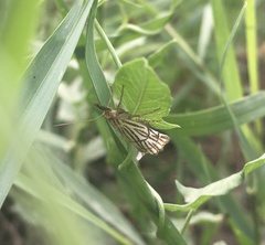 Chrysocramboides craterella