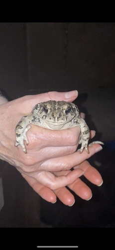 iNaturalist observation photo of California Toad