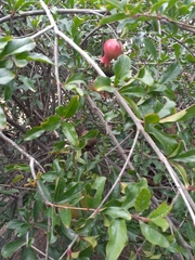 Punica granatum