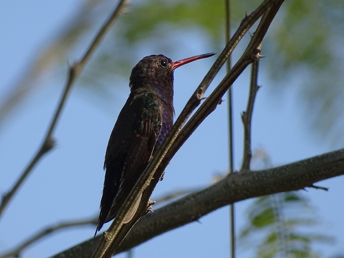 Turquoise-crowned Hummingbird