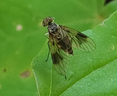 Chrysopilus quadratus