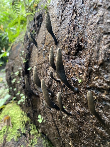 Xylaria moelleroclavus observed 2021-06-14