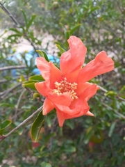 Punica granatum