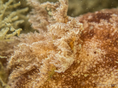 Geitodoris planata