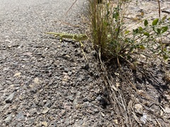 Chamaeleo chamaeleon chamaeleon