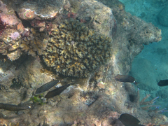 Siganus spinus