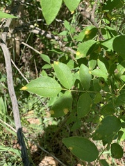 Puccinia sparganioidis