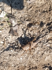 Neoscapteriscus borellii