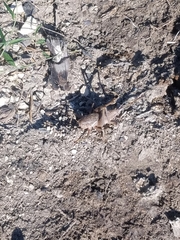 Neoscapteriscus borellii