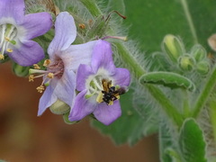 Frieseomelitta nigra