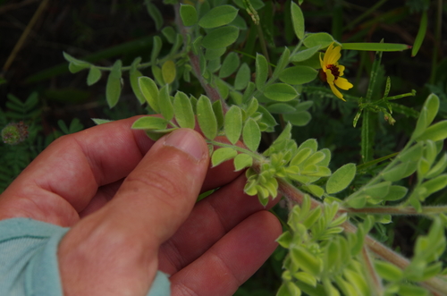 Image of Dalea obovata by (c) Eric Knight, some rights reserved (CC BY)